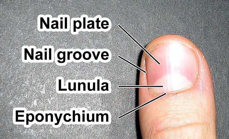 File:Fingernail label.jpg